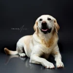 Pet portrait in photo studio in bradenton
